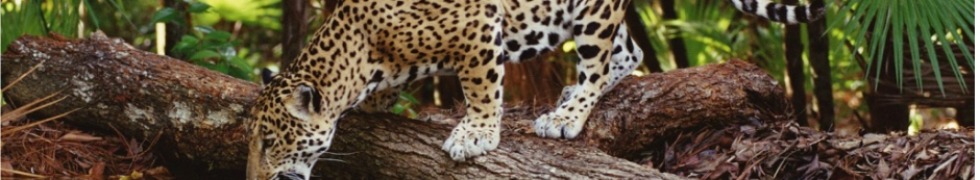 Jaguar on a Tambopata Amazon tour