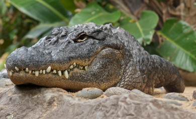 View Amazon wildlife on a Brazil vacation package